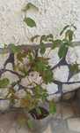 Pitangueira/ Árvore fruta