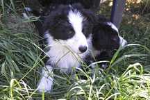 Piesek Border Collie