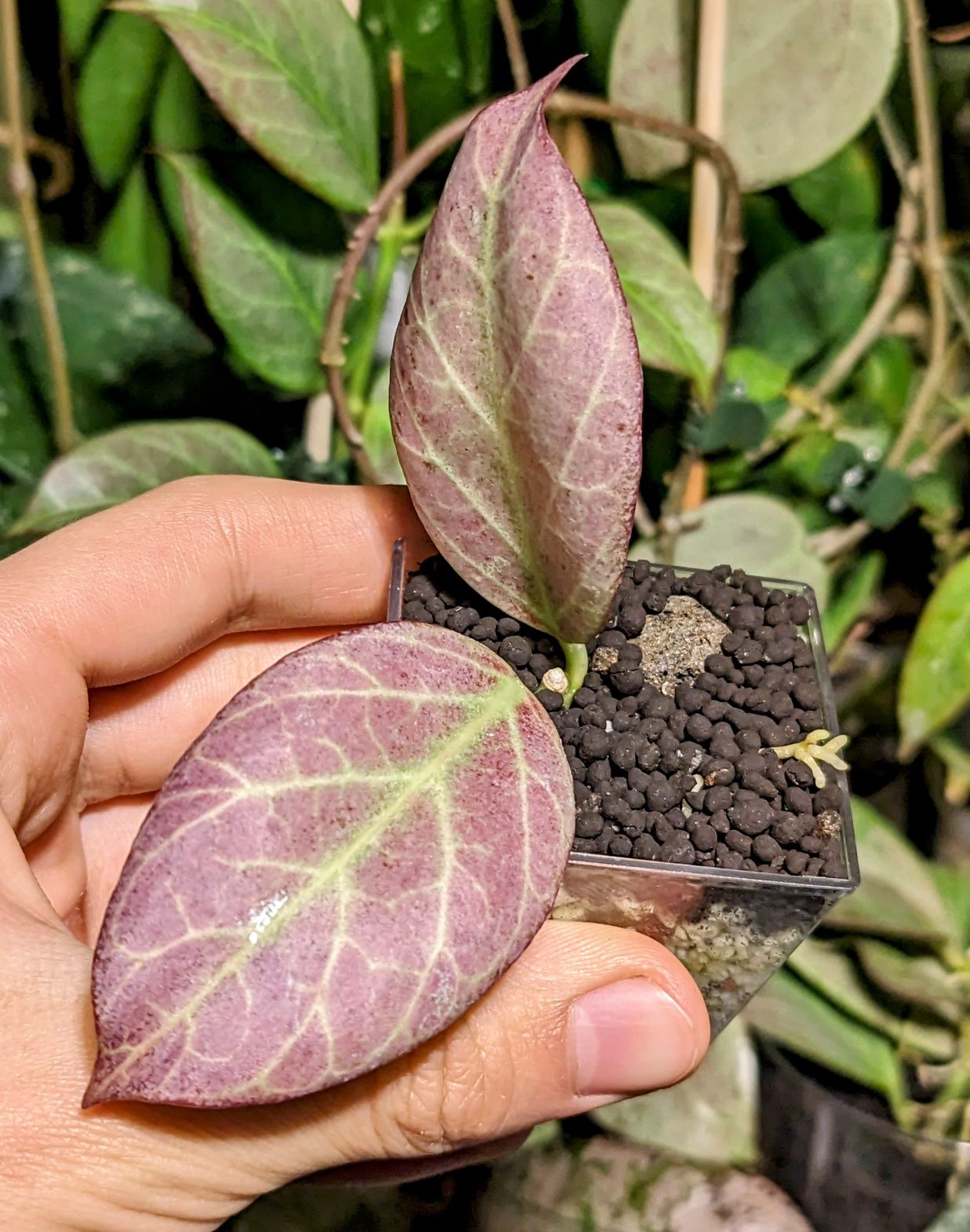 Hoya Amicabilis S. Obscura Silver, Acuminata, Suet Jade, Pandurata in.