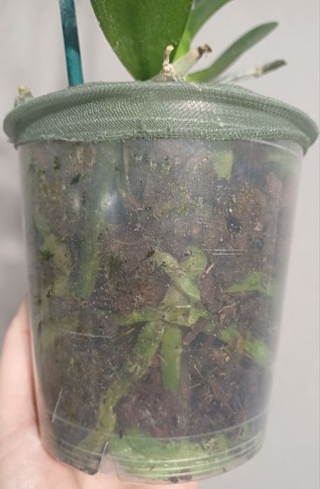 Орхідея Бріон пелор