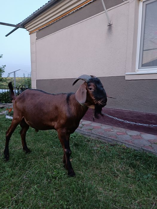 Продам англонубійські кози, коза і цап, коза первістка