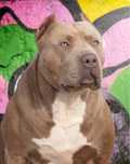 AMERICAN BULLY XL syn Grand Championa Logana