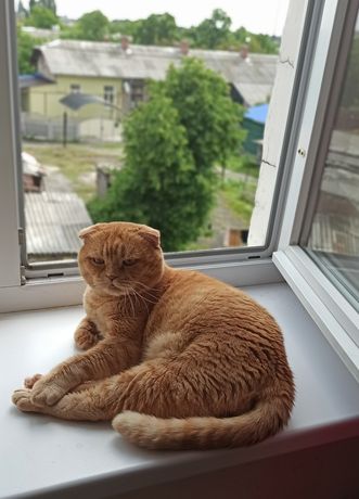 Шотландский вислоухий рыжий кот ищет кошку