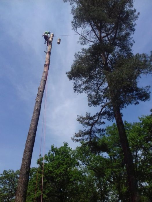 Pielęgnacja, wycinka drzew, prace na wysokości, frezowanie karp.