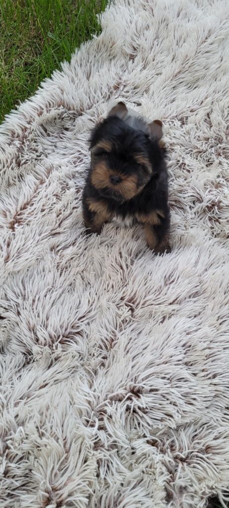 Yorkshire terrier  piesek z rodowodem