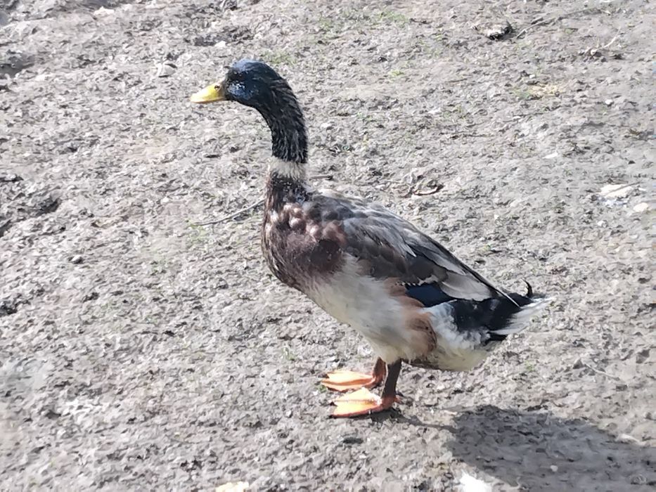 Sprzedam kaczora staropolski