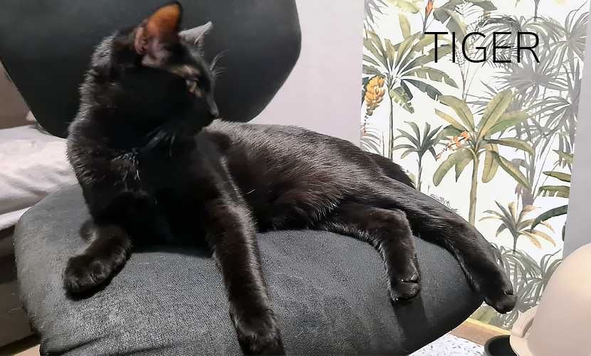 Słodki kocurek TIGER