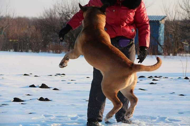 Мальчик Кане Корсо!