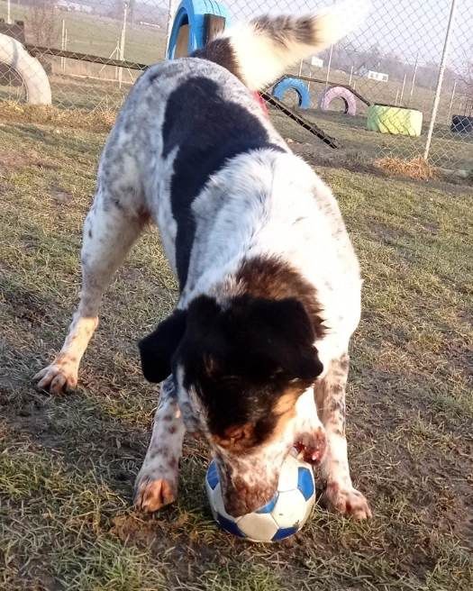 Piłkarz Pimpek do adopcji
