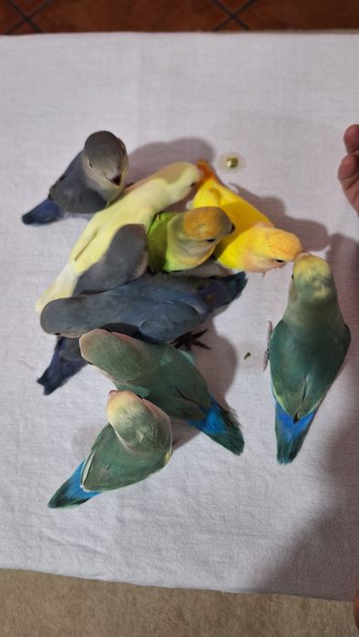 Agapornis Domesticados