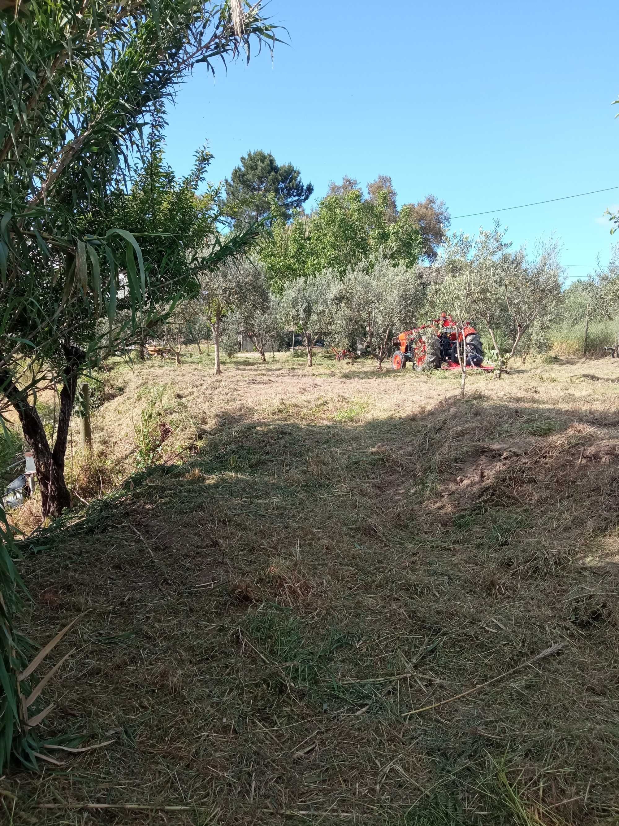 Quintinha para venda