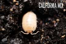 Porcellio laevis fort forno, cyprus, oropesa, sicily mix, california