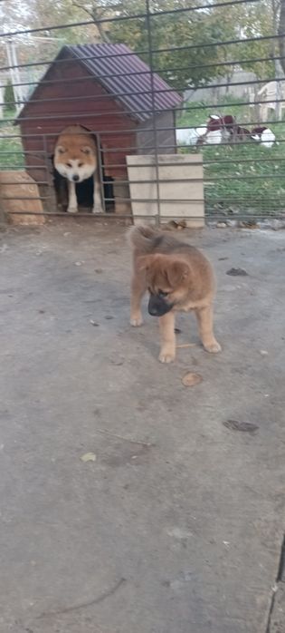 цуценя Акити ину