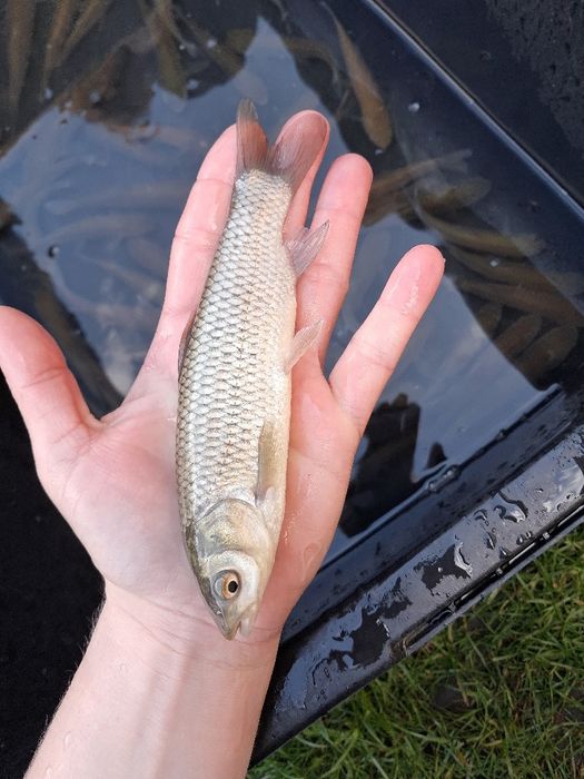 Amur narybek 14-18cm lin, karp, karp koi