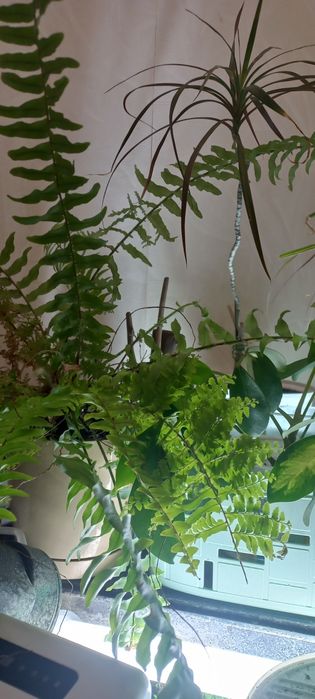 Продам набор разных  красивых папоротников и  набор спидантусов:))
