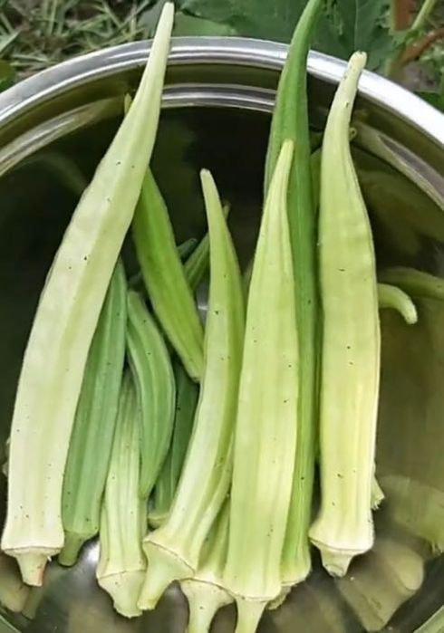 Лук египетский, многоярусный 200грн/кг, гладиолус, бамия, люффа, вигна