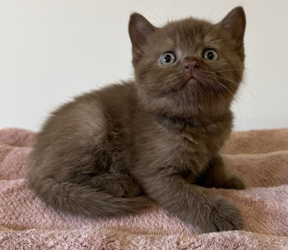 Fêmea  British  Shorthair chololate com LOP