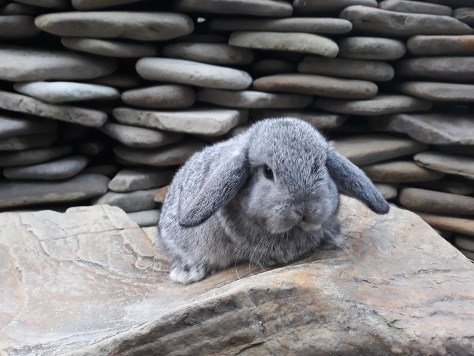 Królik karzełek baranek szynszyla młody mini lop