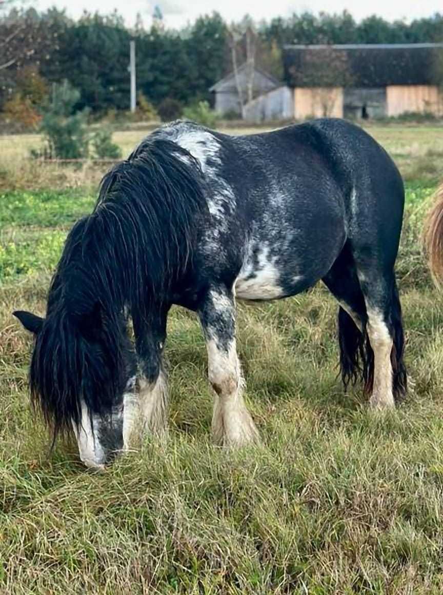 irish cob tinker gypsy cob koń wałach źrebak