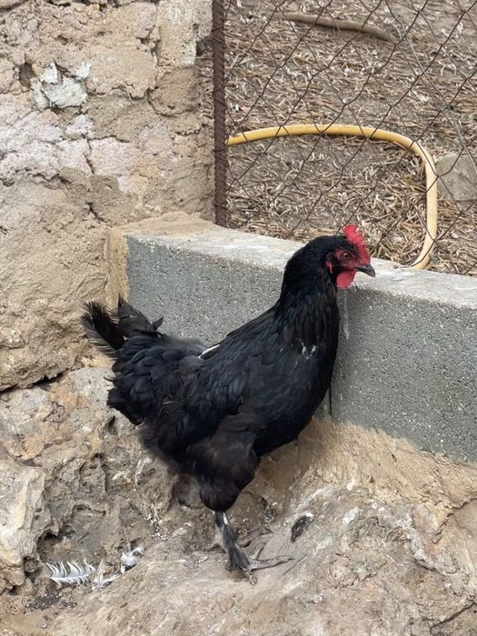 Galinhas marans adultas