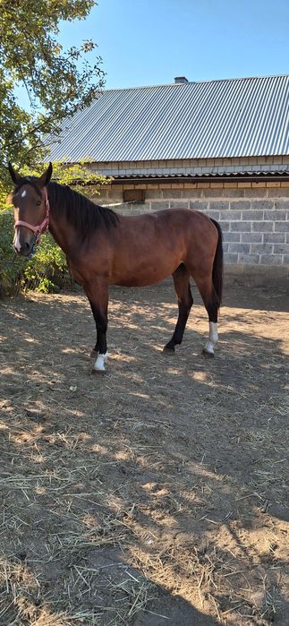 Klacz Śląska Ksiega Główna