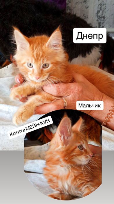 Майн кун мальчик