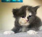 Maine Coon - kotka po imporcie !