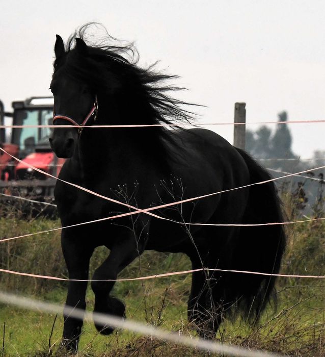 Ogier fryz fryzyjski siodlo zaprzeg