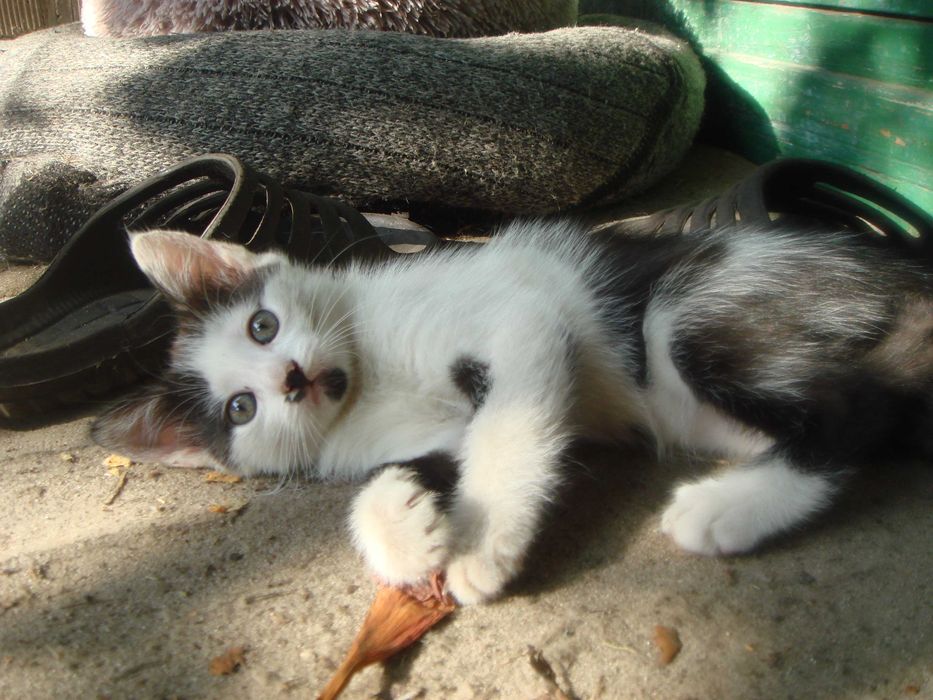 Котята -опт, розница