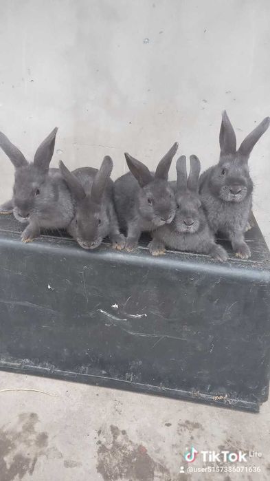 Кролики шиншили, боргундія і віденські голубі