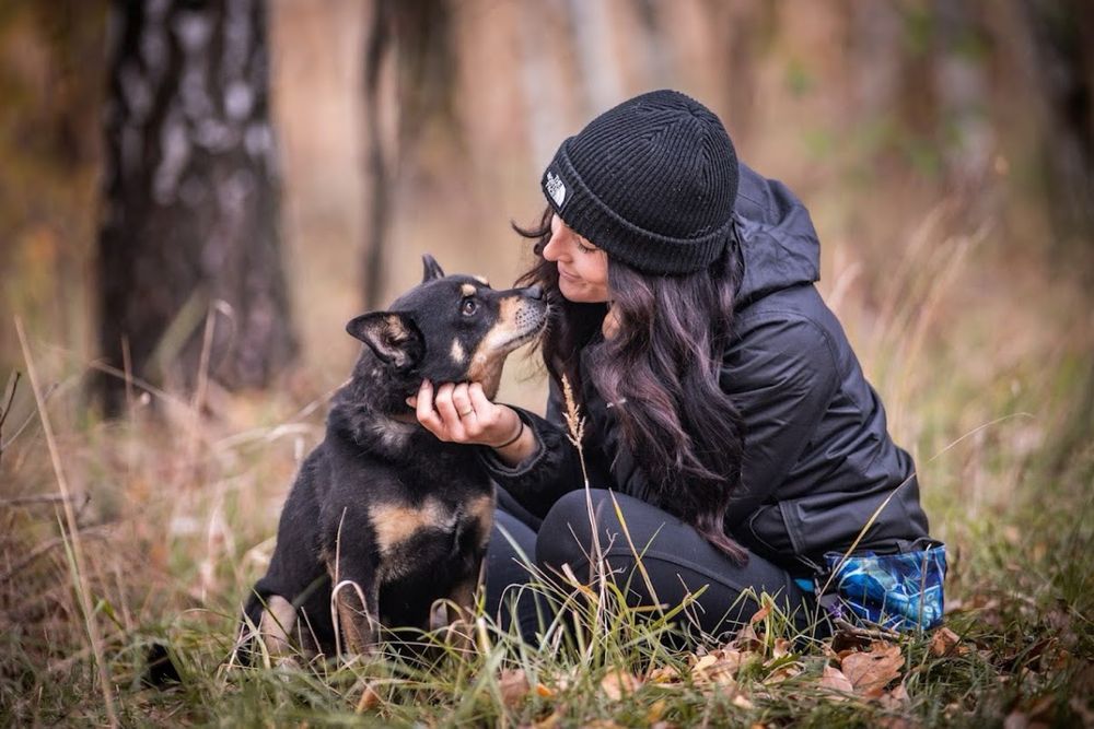 Mały, kochany kundelek którego nikt nie chce adoptować. Mini Shiba Inu
