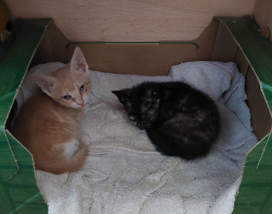 Gatinhos macho e fêmea