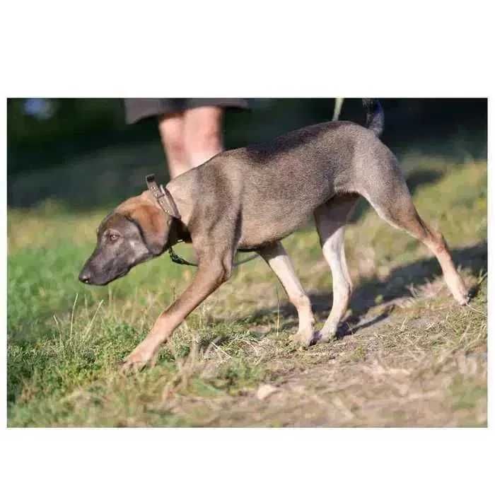 Молодой пес, щенок