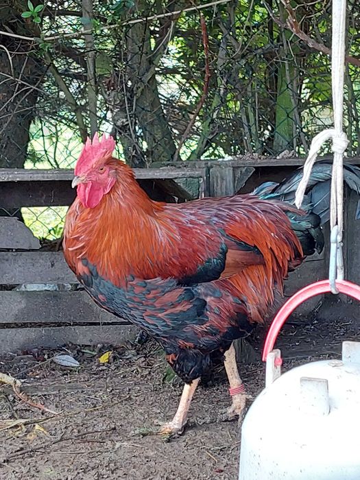 Koguty Welsummer, Gołoszyjki, Marans, Australorp WYSYŁAM