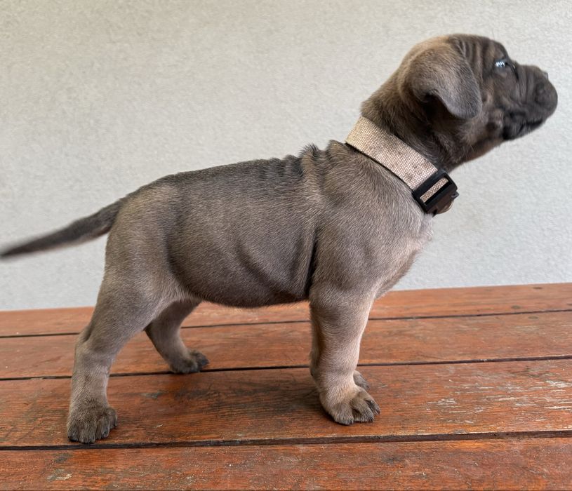 Suczka cane corso z rodowodem