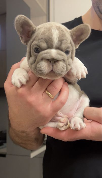 Дівчинка Француз «корівка» ізабелла з білим