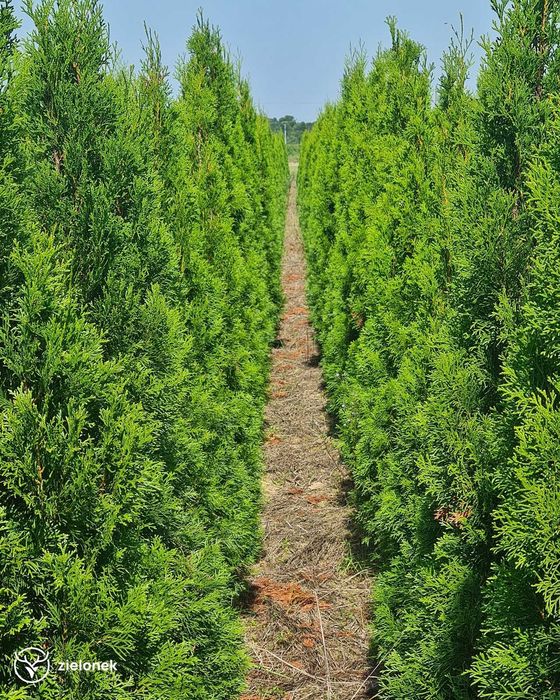 Tuja Szmaragd 180-200 cm