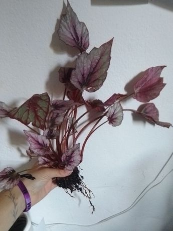 Begonia Rex cuttings grandes