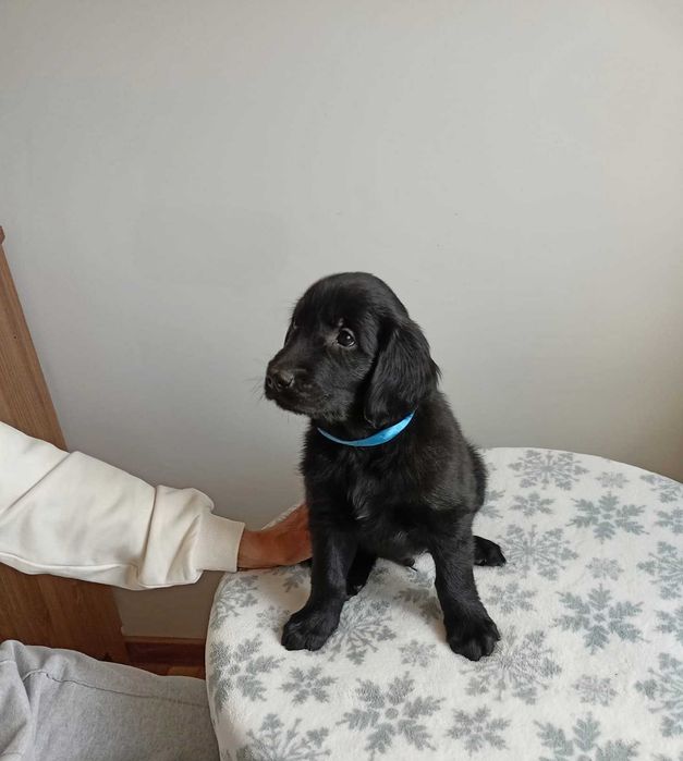 Flat Coated Retriever szczeniak - FCI -ZKwP