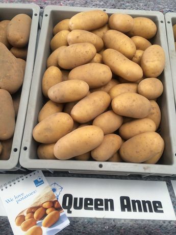 Продам насіннєву картоплю Королева Анна (1 репродукція та еліта)