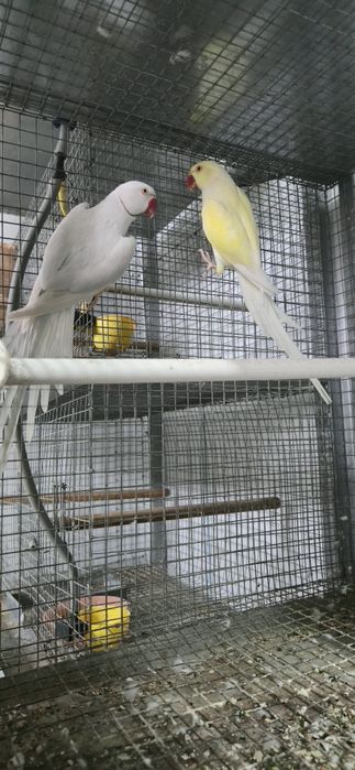 Casal de aves para troca