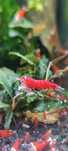 Krewetki Caridina -Super Crystal Red