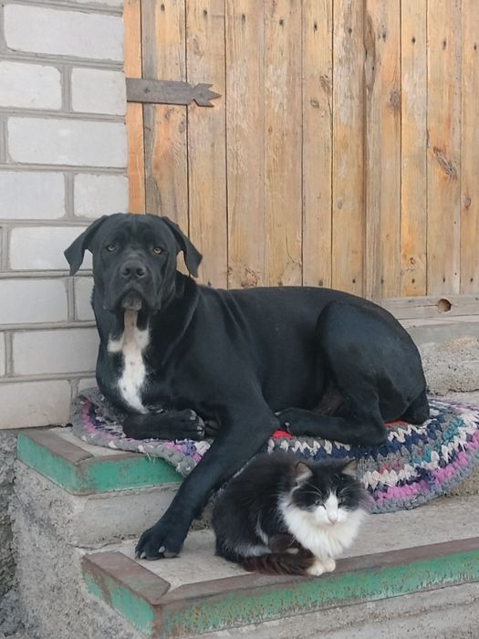 В'язка Кане Корсо