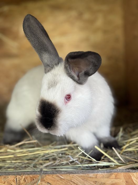 Króliki kalifornijskie