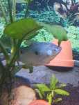 Peixe gouramis já adulto