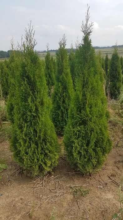 Thuja Szmaragd 170-180 cm Doradzimy Posadzimy Dowieziemy