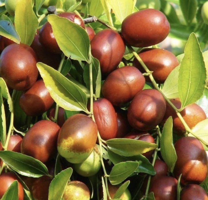 Зізіфус саджанці / Зизифус саженцы