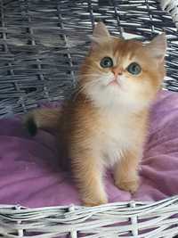 Золотая британская шиншилла котик кот котята