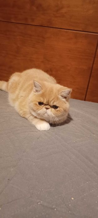 Gatinha exótica creme