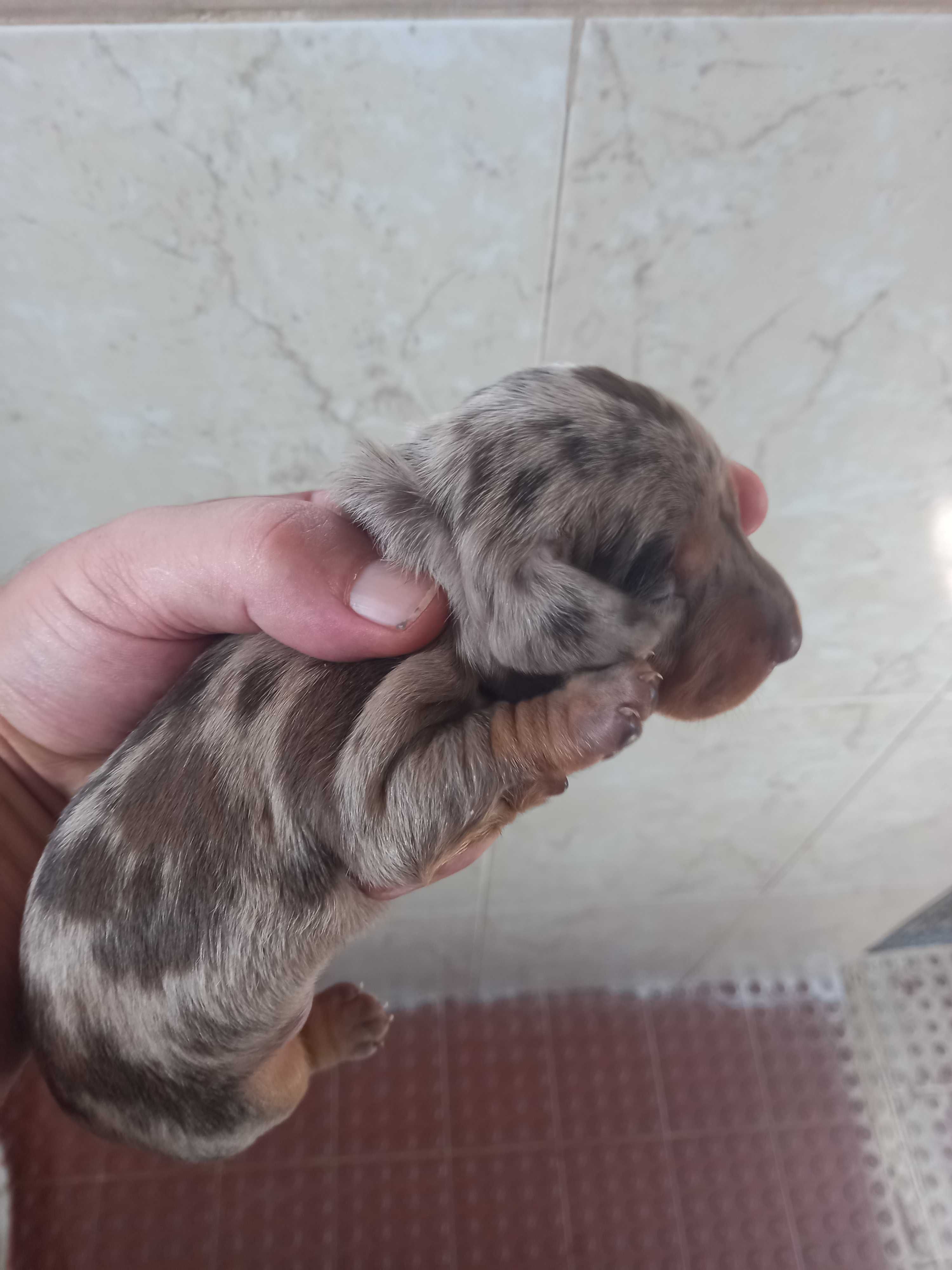 Teckel macho arlequim hcocolate